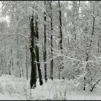 Birches under snow - Зимний лес, Подольск