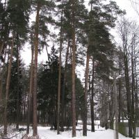 опушка леса около ул. 1 Проектная, Правдинский