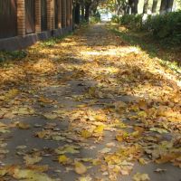 Deciduous leaves / Опавшая листва, Пушкино