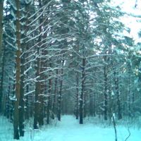 Winter Forest near Rodniki, Родники