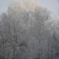 Ледяной лес. 2010, Тишково