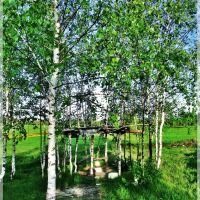 Birches, Томилино