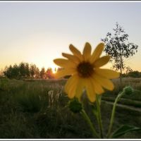 Sun and Flower, Томилино