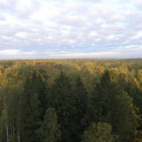 Троицкий лес / Troitsk. Moscow region, Троицк