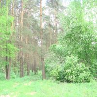 Майский лес (Forest in May)., Фосфоритный