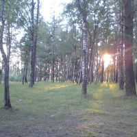 Предзакатный лес., Фосфоритный