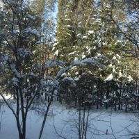 Деревья в снегу, Фряново