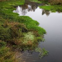 The frog small river, Черкизово