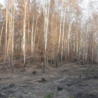 сгоревший лес 2010, Электрогорск