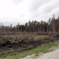 Сгоревший лес 2010, Электрогорск