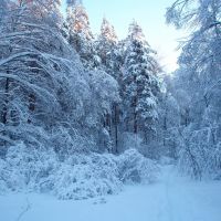 Зимний лес., Электроугли