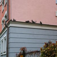 Скульптурная композиция "Кошки охотятся на голубей", Новгород