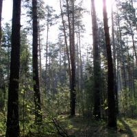 Лес в мае (Ордынское, Новосибирская область), Ордынское