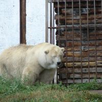 Зоопарк. Белый медведь, Большеречье
