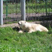 Белая медведица Маша, Большереченский зоопарк, Большеречье