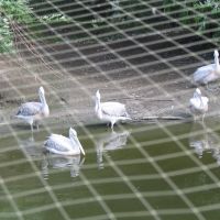 Пеликаны, Большереченский зоопарк, Большеречье