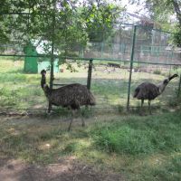 Bolsherechensky Zoo - emu, Большеречье
