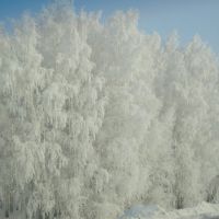 Белые берёзы 15.01.11, Любинский