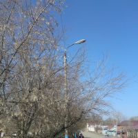 Spring Buds, Beriosa [Birch] Tree, Serdobsk, Russia, Сердобск