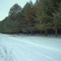 лес вдоль дороги, Чайковский