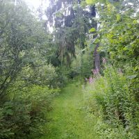 Вход в лес (22 июля 2012)., Дно