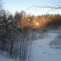 Зимний лес, Пушкинские Горы