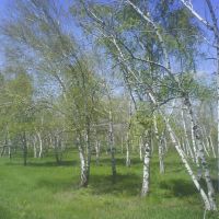 Birch, Кагальницкая