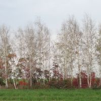 Березы вдоль дороги;октябрь, Матвеев Курган