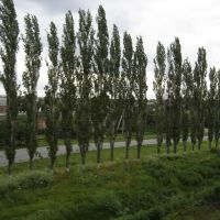 Millerovo. Trees along the road / Миллерово. Деревья вдоль дороги, Миллерово