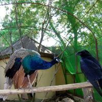 In a zoo. The peacock and a raven. / В зоопарке. Павлин и ворон, Таганрог