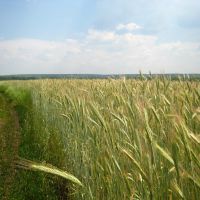 Поля пшеницы. Fields of wheat., Тарасовский