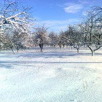 Милославка (зимний яблоневый сад возле Администрации), Милославское