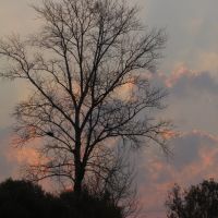 три утра одного дерева, Скопин