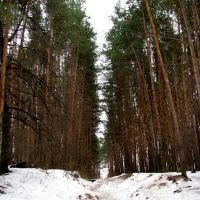 Лес в начале весны, Дубровка