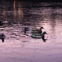 Ducks, the ice on the pond, 31 October 2009, Ломоносов