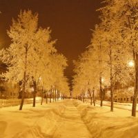 Зимние липы на улице Победы, Ломоносов