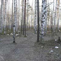 Городские леса, Парголово