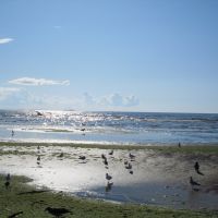 Beach Birds., Сестрорецк