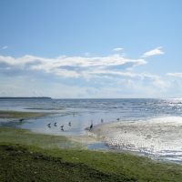 Green beach and Birds., Сестрорецк