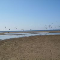 Beach Birds., Сестрорецк