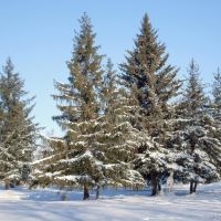Зимние ели в Куйбышевском парке, Балашов