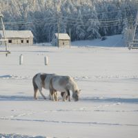 Настоящие якутские лошади, Верхневилюйск