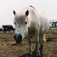 Horse, Верхоянск