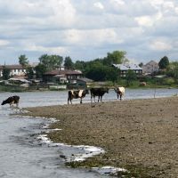 пруд и коровы (the pond &  cow), Верхняя Синячиха