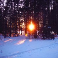 winter forest, Волчанск