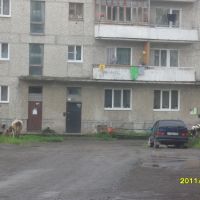 коровы в городе, Волчанск