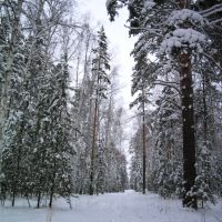 Зимний лесWinter wood, Дегтярск