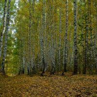 Березовый лес на правом берегу Каменки II, Каменск-Уральский