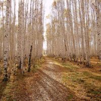 Осень в берёзовой роще, Красноуральск