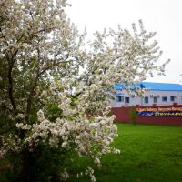 Blossoming apple-tree, near Open Company "Stella-market", Североуральск